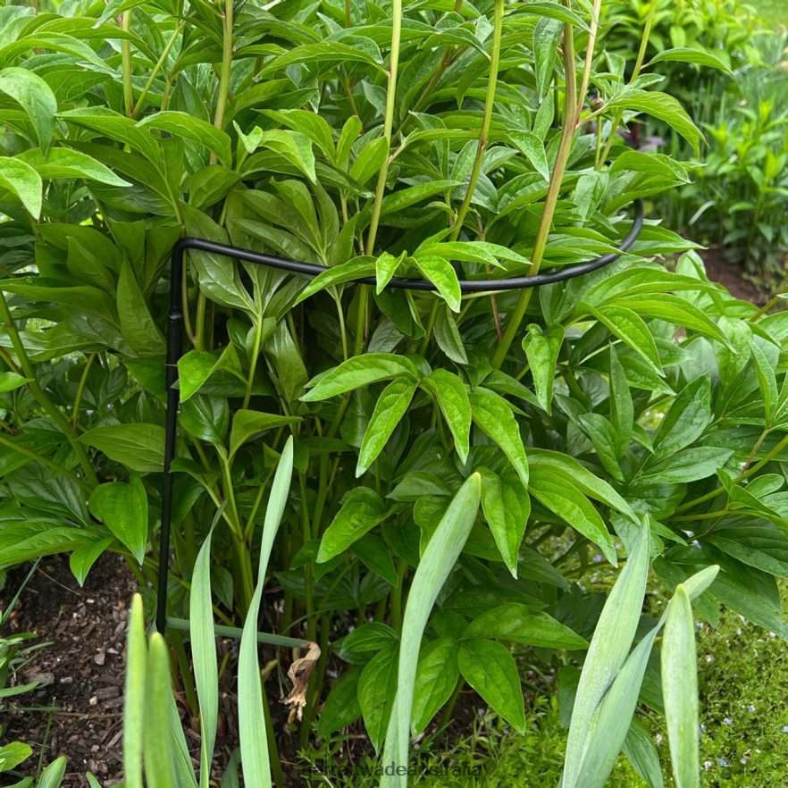 Garrett Wade Half-Circle Steel Garden Support Garden 46JHVR157