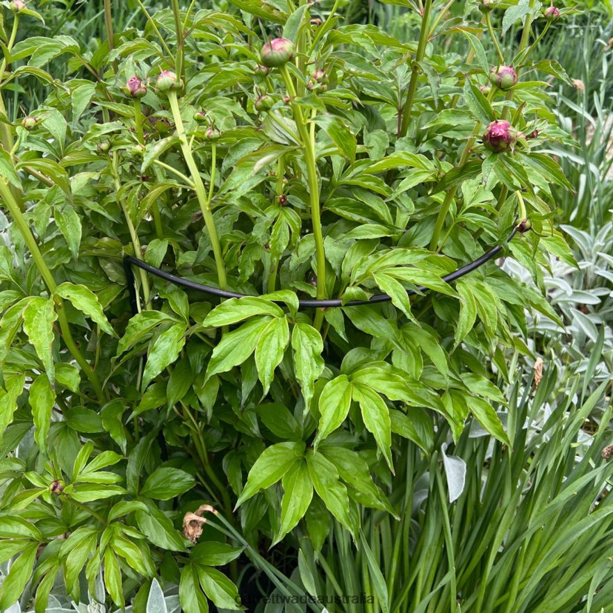 Garrett Wade Half-Circle Steel Garden Support Garden 46JHVR157