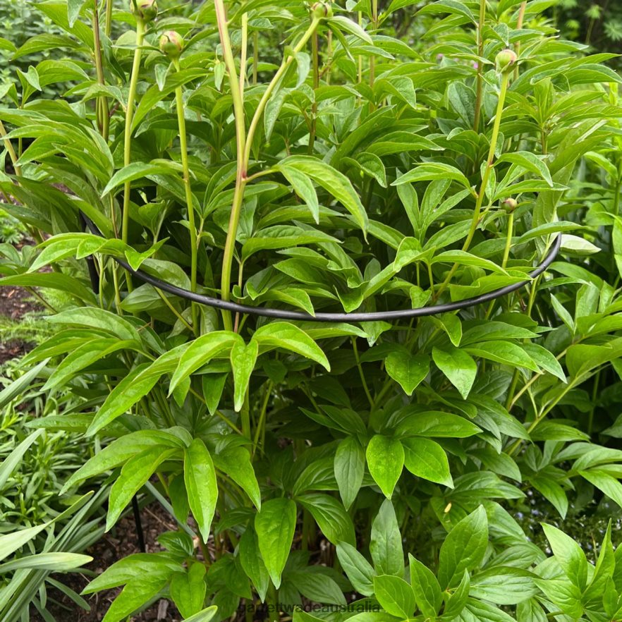 Garrett Wade Half-Circle Steel Garden Support Garden 46JHVR157