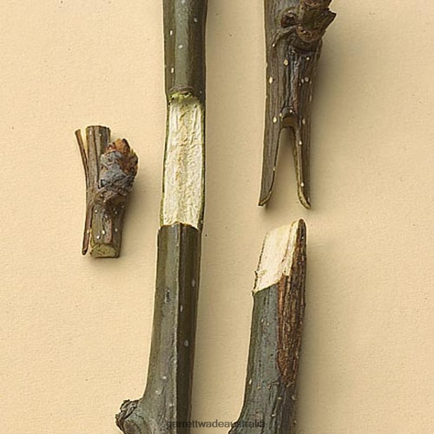 Garrett Wade Professional Grafting Tools Garden 46JHVR150