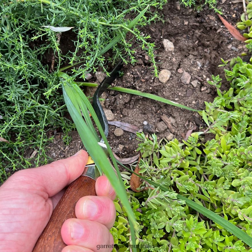 Garrett Wade Red Pig Hazeltine Weeder Garden 46JHVR260