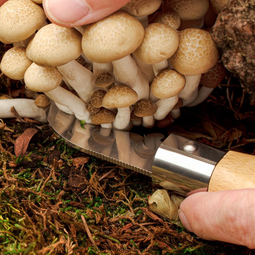 Garrett Wade Mushroom-Harvesting Folding Knife with Sheath Outdoor 46JHVR398